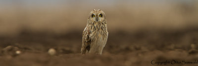 Short-eared Owl - Asio flammeus