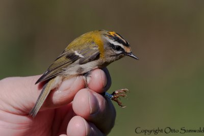 Firecrest - Regulus ignicapilla