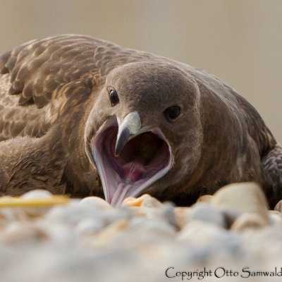 Pomarine Skua - Stercorarius pomarinus