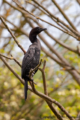 Pygmy Cormorant - Phalacrocorax pygmeus