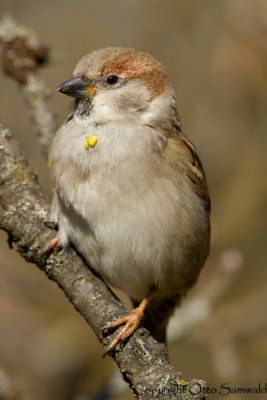 House x Tree Sparrow Hybrid - Passer domesticus x P. montanus