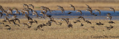 Ruff - Philomachus pugnax