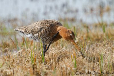 Black-tailed Godwit - Limosa limosa