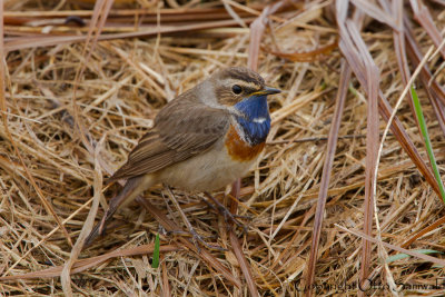 Bluethroat - Luscinia svecica cyanecula