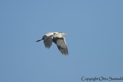 Grey Heron - Ardea cinerea