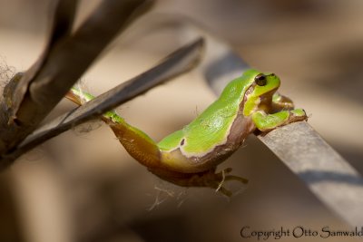European Tree Frog - Hyla arborea