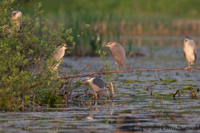 Night Heron - Nycticorax nycticorax