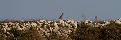 Rock Partridge - Alectoris graeca