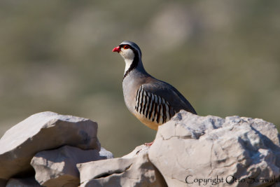 Rock Partridge - Alectoris graeca