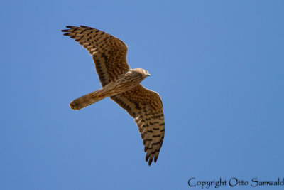 Montagus Harrier - Circus pygargus