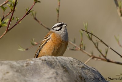 Rock Bunting - Emberiza cia