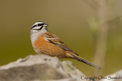 Rock Bunting - Emberiza cia