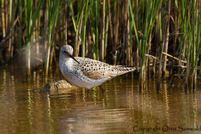 Marsh Sandpiper - Tringa stagnatilis