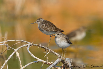 Wood Sandpiper - Tringa glareola