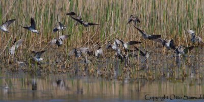 Wood Sandpiper - Tringa glareola