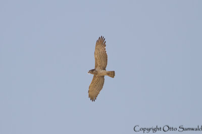 Short-toed Eagle - Circaetus gallicus