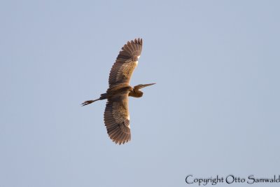 Purple Heron - Ardea purpurea