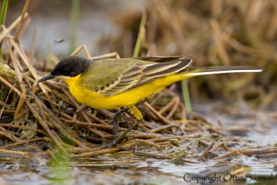 Yellow Wagtail - Motacilla flava