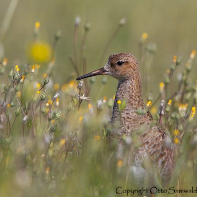 Ruff - Philomachus pugnax