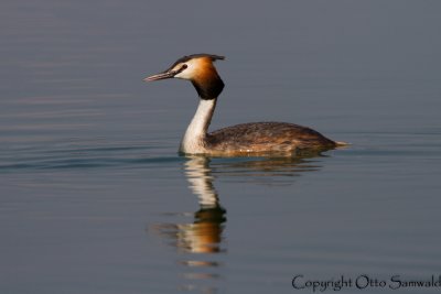Great Crested Grebe - Podiceps cristatus