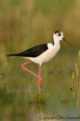 Black-winged Stilt - Himantopus himantopus