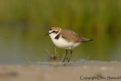 Kentish Plover - Charadrius alexandrinus