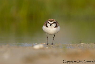 Kentish Plover - Charadrius alexandrinus