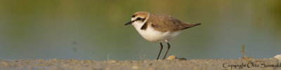 Kentish Plover - Charadrius alexandrinus