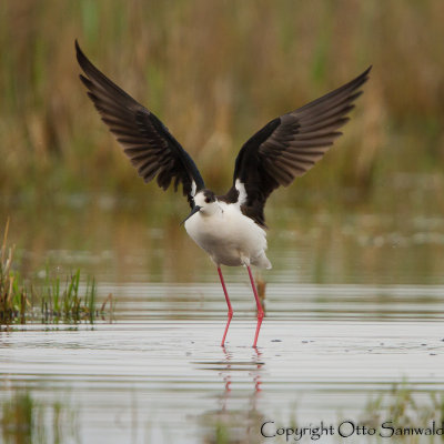 Black-winged Stilt - Himantopus himantopus