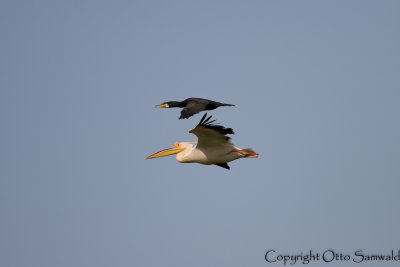 White Pelican & Great Cormorant - Pelecanus onocrotalus & Phalacrocorax carbo
