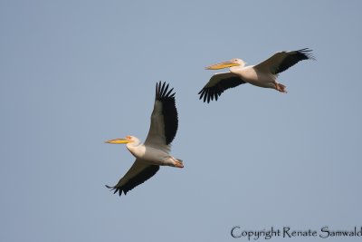 White Pelican - Pelecanus onocrotalus