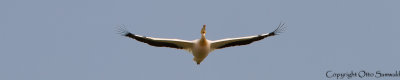 White Pelican - Pelecanus onocrotalus