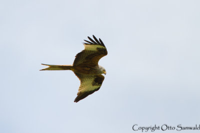 Red Kite -Milvus milvus