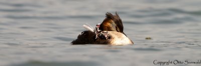 Great Crested Grebe - Podiceps cristatus