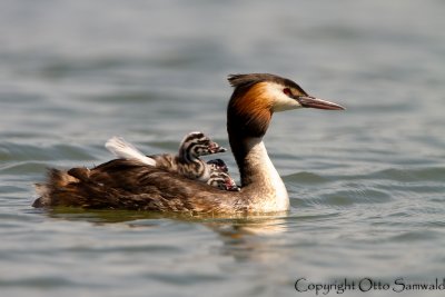 Great Crested Grebe - Podiceps cristatus