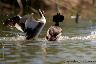Great Crested Grebe - Podiceps cristatus