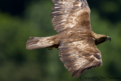 Golden Eagle - Aquila chrysaetos