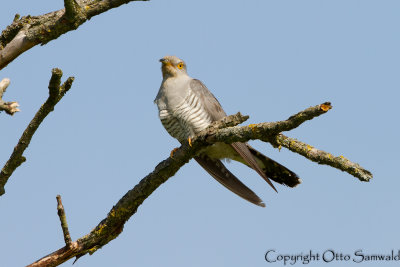 Common Cuckoo - Cuculus canorus