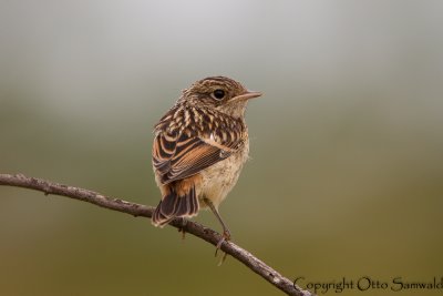 Stonechat - Saxicola torquata