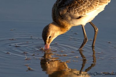 Black-tailed Godwit - Limosa limosa