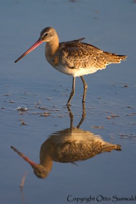 Black-tailed Godwit - Limosa limosa