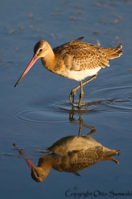 Black-tailed Godwit - Limosa limosa