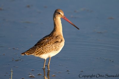 Black-tailed Godwit - Limosa limosa