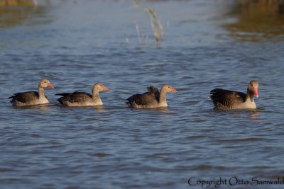 Greylag Goose - Anser anser