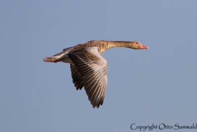 Greylag Goose - Anser anser