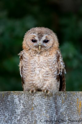 Tawny Owl - Strix aluco