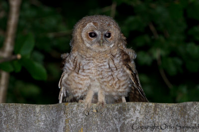 Tawny Owl - Strix aluco