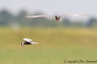 Whiskered Tern - Chlidonias hybrida