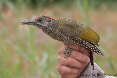 Green Woodpecker - Picus viridis