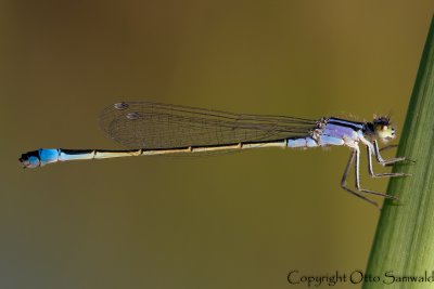 Common Bluetail - Ischnura elegans